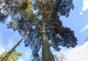 Дом 78м², 1-этажный, участок 14 сот.  