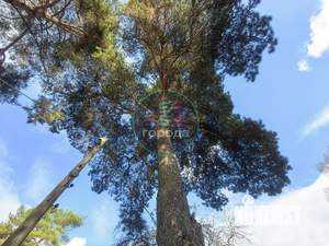 Дом 78м², 1-этажный, участок 14 сот.  