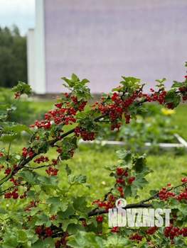 Дом 134м&sup2;, 2-этажный, участок 12 сот.  